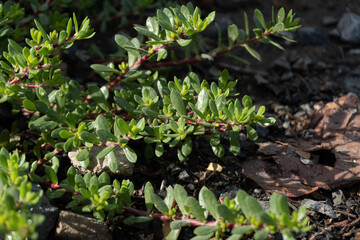 plant in the garden