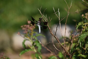 Common White Tail Dragonfly resting on spirea bush 
