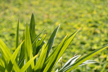 green grass with dew drops