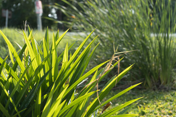 green grass in the wind