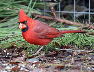  Male Northern Cardinal