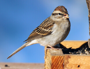Field Sparrow