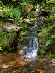 Spring mountain scene. A little stream in the wood at 1000 meters of altitude. Biella, Italy