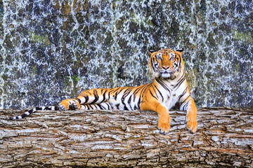 Siberian tiger resting on wood logs