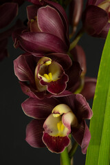 Cymbidium Pink Blanket Orchid. Pink Orchid close up photography