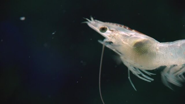 Live Shrimp Swimming