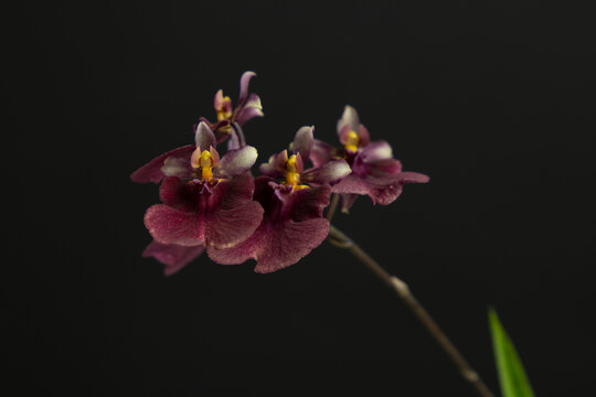 Oncidium Equitante Orchid. Micro marsala oncidium Orchid