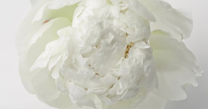 Time lapse of white peony flower blooming