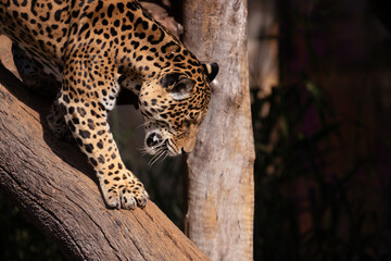 Jaguar (Panthera Onca) down a tree trunk on blurred dark background. Selective Focus.