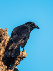 Carrion Crow with white shuttlecock, Corvus Corone - passerine bird