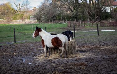 horse and foal