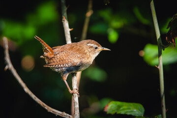Eurasian Wren, Troglodytes troglodytes on a branch in habitat