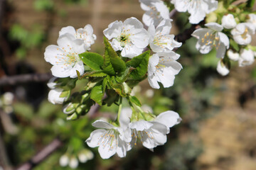 tree blossom