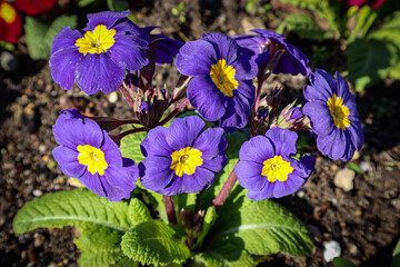 blue and white flowers