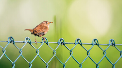 Eurasian Wren, Troglodytes troglodytes on the fence 