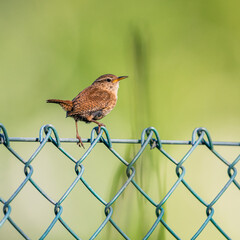 Eurasian Wren, Troglodytes troglodytes on the fence 