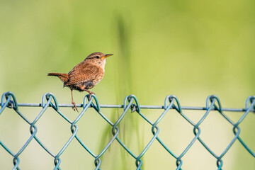 Eurasian Wren, Troglodytes troglodytes on the fence 