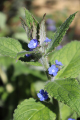 blue butterfly on a flower