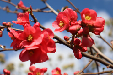 red cherry blossom