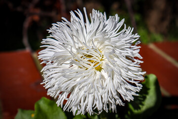 white chrysanthemum flower