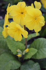 yellow flowers