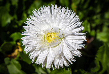 white daisy flower