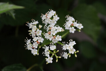 Closeup of flowers on a Arrowwood viburnum shrub