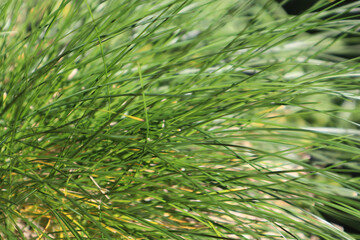 green pine needles