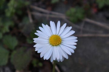 white daisy flower
