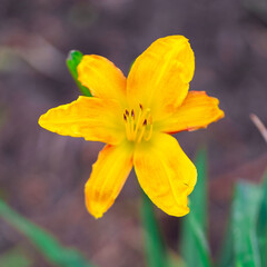 Astromelias en el parque