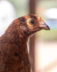 Pollos en crecimiento