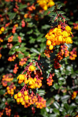 orange flowers in the garden