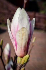 pink magnolia flower