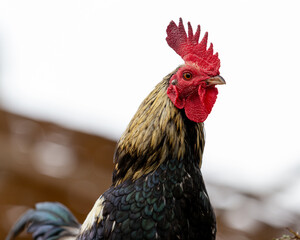 Cresta de gallo en el campo