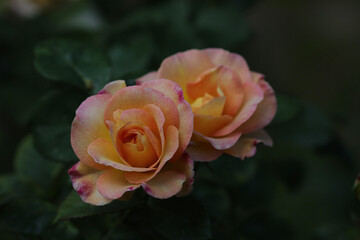 yellow rose in garden