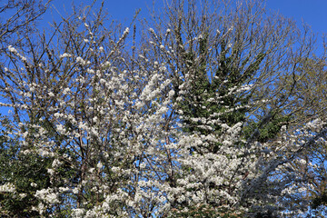 blue and white