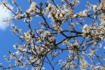 branches against sky