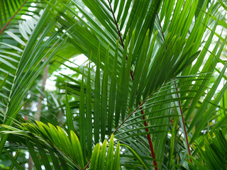 Fototapeta na wymiar 椰子の葉　背景素材