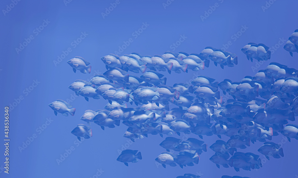 Wall mural Flocks of fish swim in groups, the underwater circle is shining down. Lots of tilapia Swim in groups or in groups. Naturally, underwater, herds of fish are fed for food. 3D Rendering.