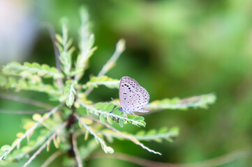 butterfly on a green leaf