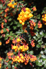 orange flowers in the garden