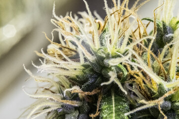 Naklejka na ściany i meble detail of cannabis flower with trichomes. cbd. thc. heart