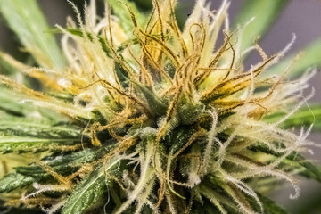 detail of cannabis flower with trichomes. cbd. thc. heart