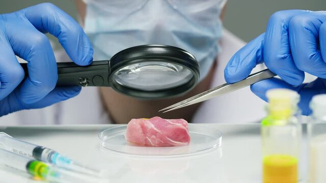 Medical scientist specialist examining meat with a magnifying glass and tweezers in modern food laboratory. Genetic Modifications of Product. Microbiologist analyzing lab-grown pieces of meat.