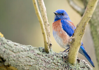 Western bluebird perched on a branch in Huntington beach