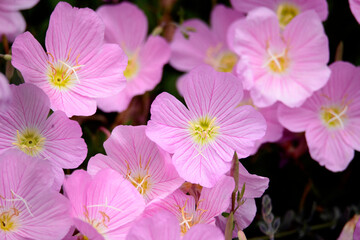 Fototapeta premium pink flowers in the garden