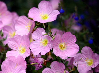 Cluster of pink flowers in the secret garden of Huntington Beach Park in California