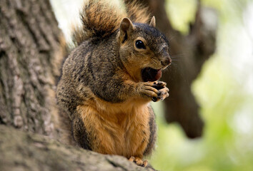 Up close image of squirrel eating acorn while sitting on a branch