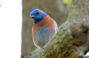 Western bluebird looking curiously while perched on a branch