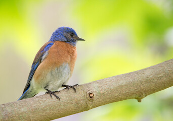 Western bluebird up close perched on a branch